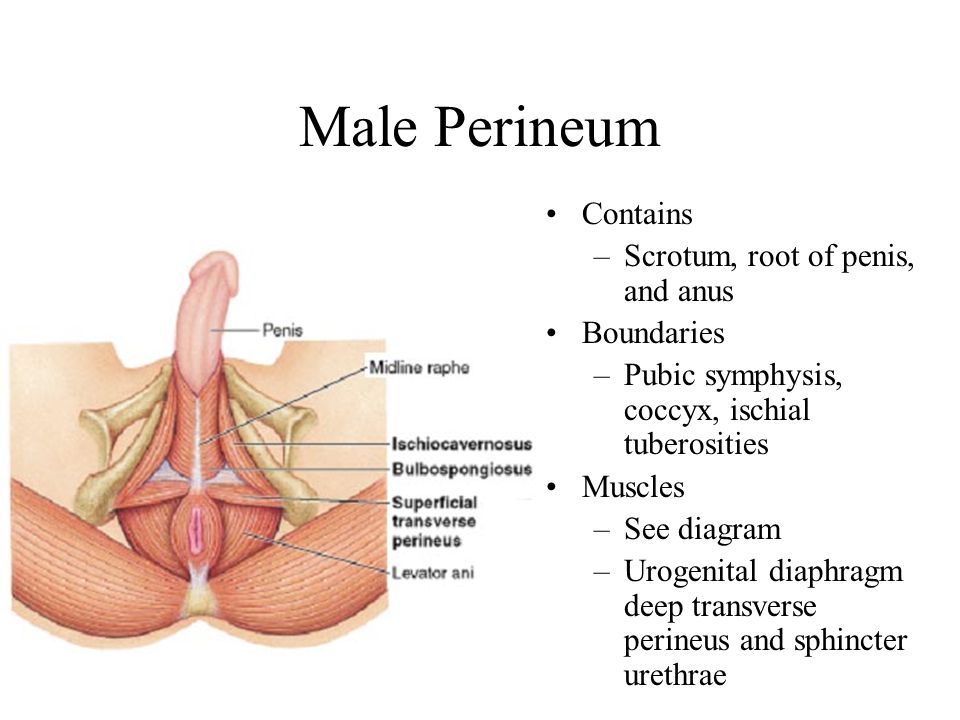 Anus and vagina diagram